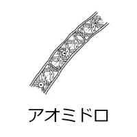 アオミドロ