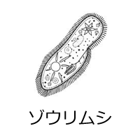 ゾウリムシ
