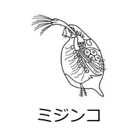 ミジンコ